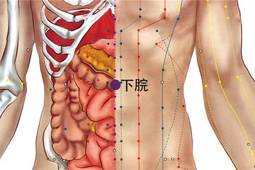 252 任脈 - 下脘