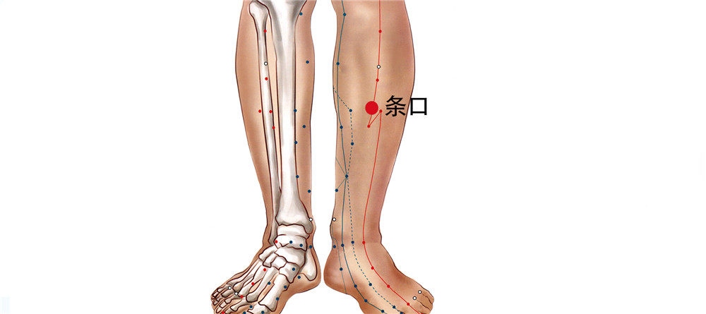 58 足里陽明胃經-條口