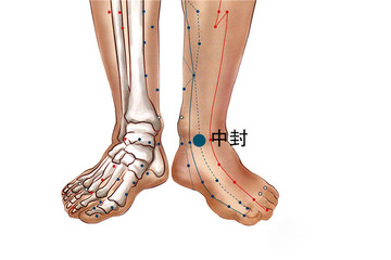 221 足厥陰肝經 - 中封
