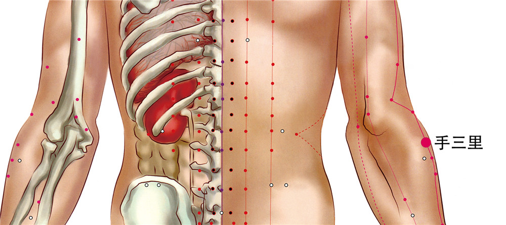 43 手陽明大腸經-手三里