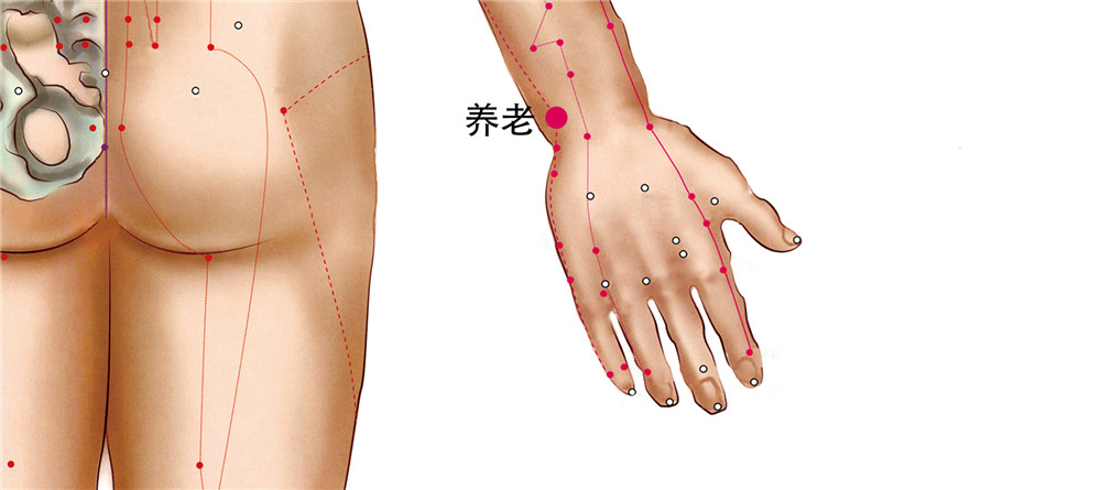 100 手太陽小腸經-養老