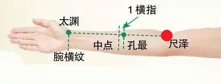 16 手太陰肺經-尺澤