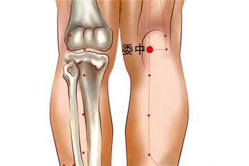 129 足太陽膀胱經-委中