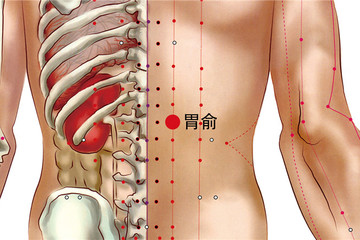 125 足太陽膀胱經-胃俞