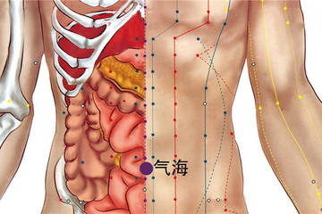 242 任脈 - 氣海