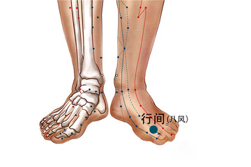 216 足厥陰肝經 - 行間