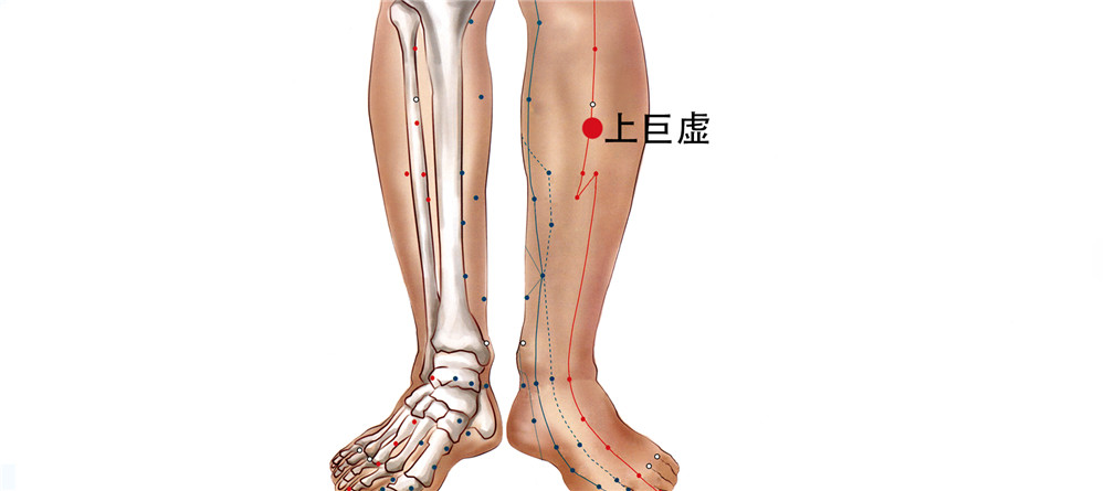 55 足里陽明胃經-上巨虛