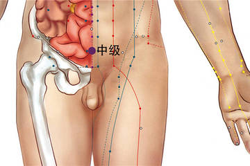 235 任脈 - 中極