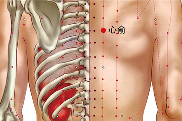 115 足太陽膀胱經-心俞