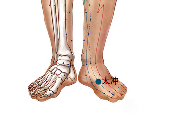 219 足厥陰肝經 - 太衝