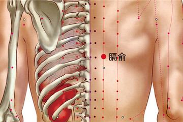 117 足太陽膀胱經-膈俞