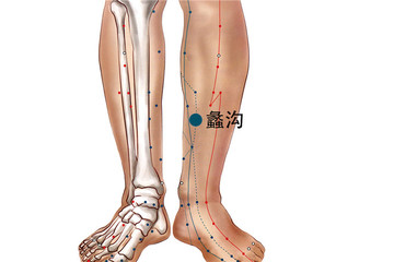 223 足厥陰肝經 - 蠡溝