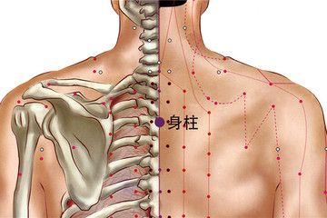 272 督脈 - 身柱