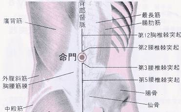 269 督脈 - 命門