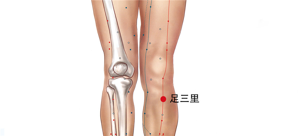 50 足里陽明胃經-足三里